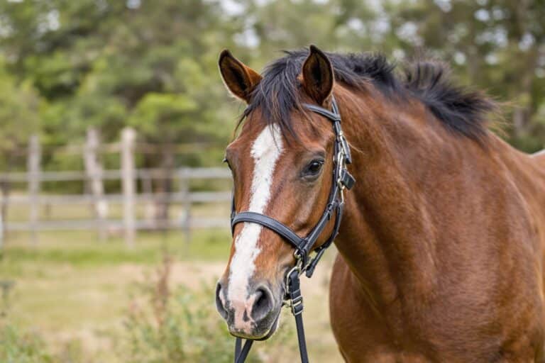 CBD cheval : Découvrez les bienfaits du cannabidiol pour votre équidé !